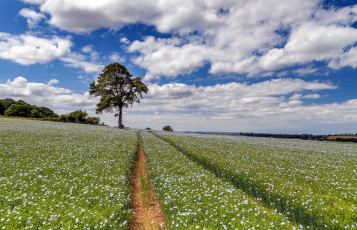 Картинка природа поля облака лето поле лен синий