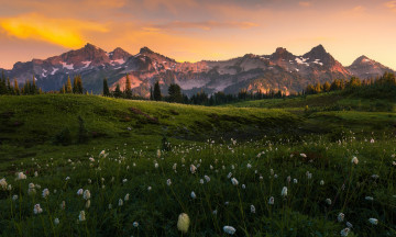 Картинка природа луга луг цветы горы
