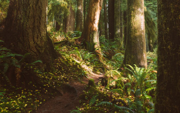 Картинка природа лес корни стволы тропинка