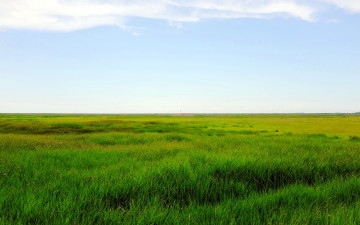Картинка природа луга луг трава