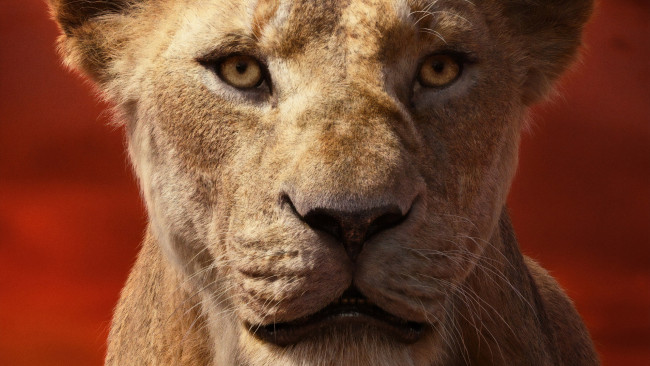 Обои картинки фото кино фильмы, the lion king , 2019, зверь