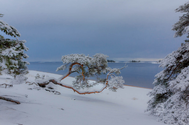 Обои картинки фото природа, зима, ладога, сосны, озеро