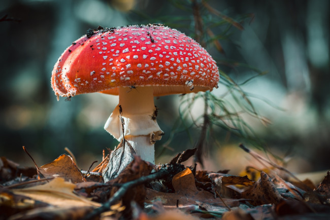 Обои картинки фото природа, грибы,  мухомор, осень, гриб, мухомор, листья
