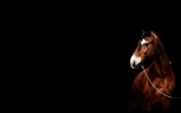 Картинка животные лошади конь гнедой коса