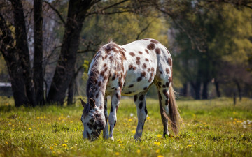 Картинка животные лошади лошадь роща трава