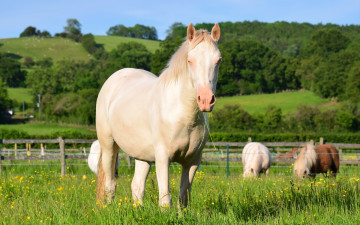 Картинка животные лошади трава пастбище луга рощи
