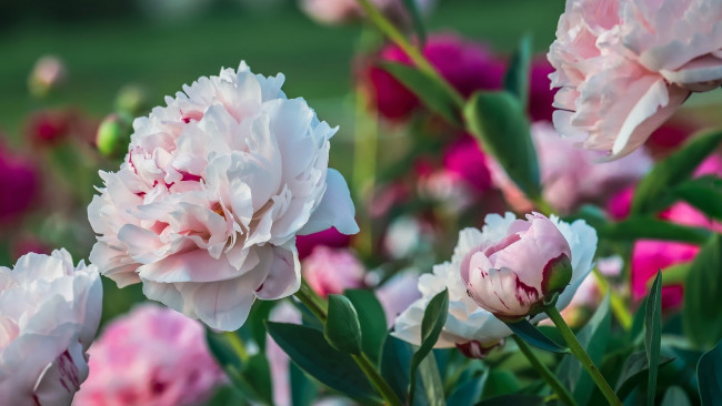 Обои картинки фото цветы, пионы, бело-розовые