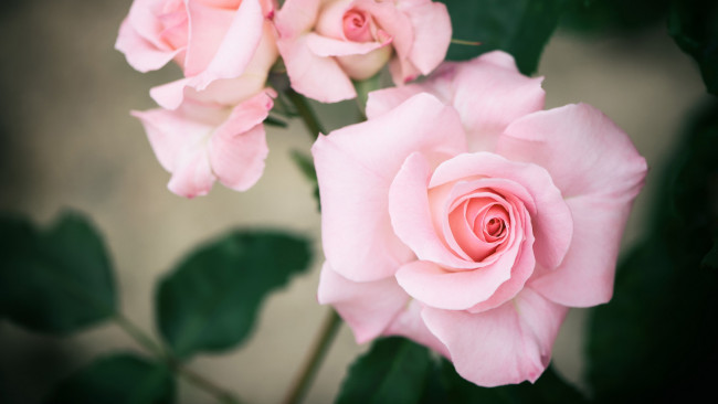 Обои картинки фото цветы, розы, нежный, розовый