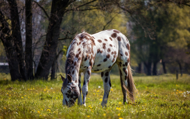 Обои картинки фото животные, лошади, лошадь, роща, трава