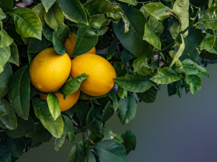 Картинка природа плоды лимоны