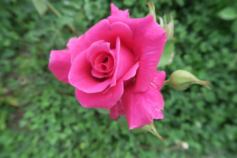 Картинка цветы розы розовая роза макро бутон