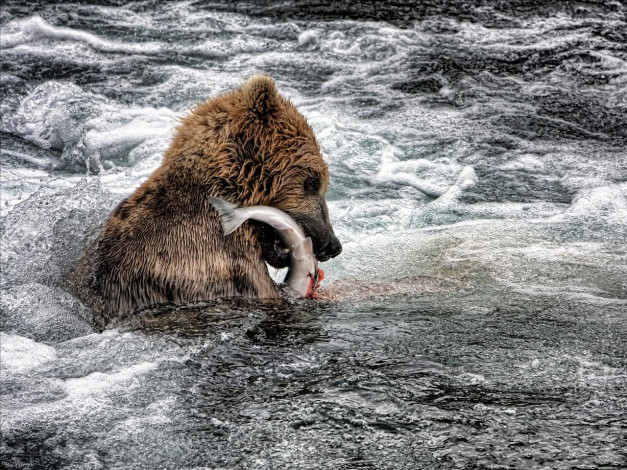 Обои картинки фото животные, медведи