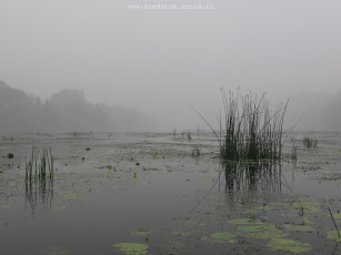 Картинка речка тумане природа реки озера