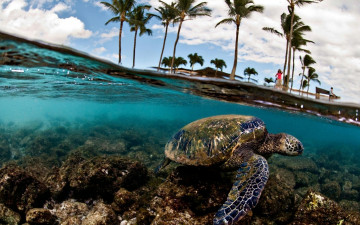 Картинка животные Черепахи пальмы море