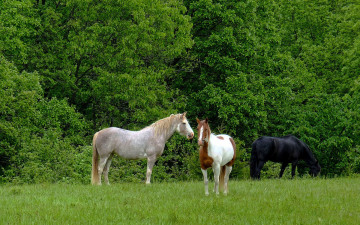 Картинка животные лошади кони пасутся на лугу зеленая трава