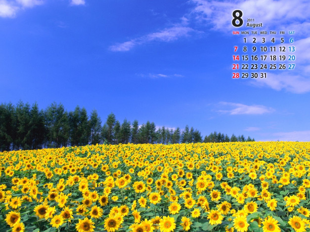 Обои картинки фото календари, цветы, небо, подсолнухи, август