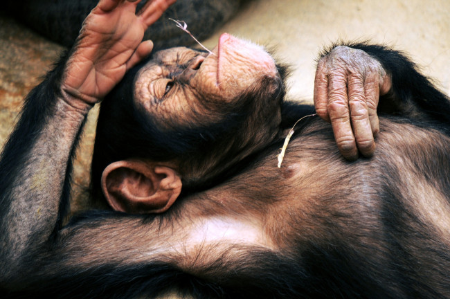Обои картинки фото животные, обезьяны, шимпанзе, забавный, размышления