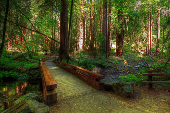 Картинка forest hdr природа лес мостик