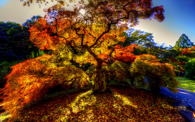 Обои картинки фото autumn, tree, природа, деревья, дерево, краски, осень, парк