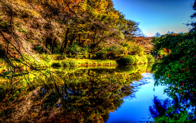 Обои картинки фото forest, pond, природа, реки, озера, деревья, река, осень