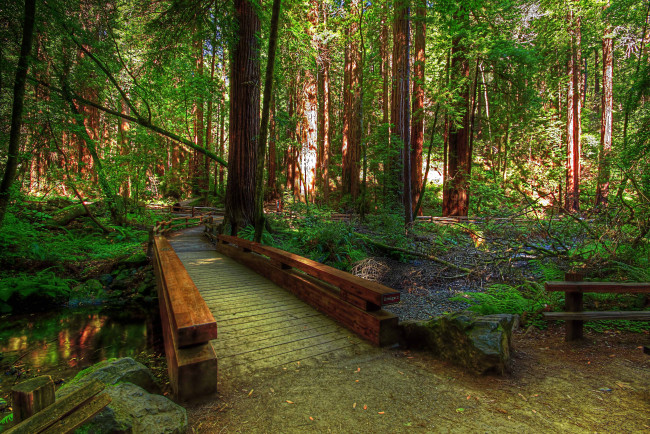 Обои картинки фото forest, hdr, природа, лес, мостик