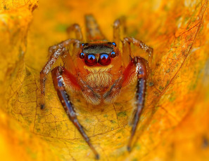 Картинка животные пауки джампер паук прыгун