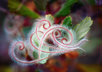 Картинка природа макро листва растения пушистые закарючки ворс