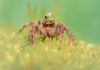 Картинка животные пауки паук макро насекомое роса