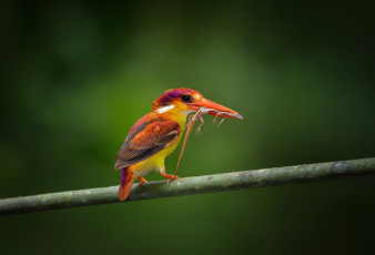 Картинка животные зимородки ветка еда добыча ящерица красный зимородок птица