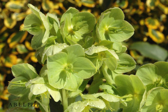 Картинка цветы геллеборус+ морозник зеленый