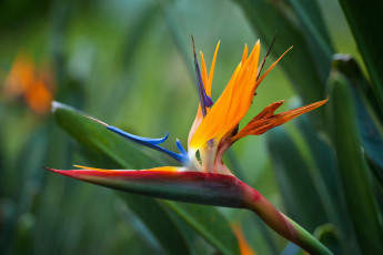 Картинка цветы стрелиция+ райская+птица оранжевый цветок стрелиция королевская