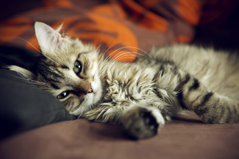Картинка животные коты котэ кот кошка диван кровать лапы