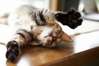 Картинка животные коты лежит лапы кот кошка стол