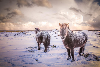 Картинка животные лошади кони поле зима исландия снег природа