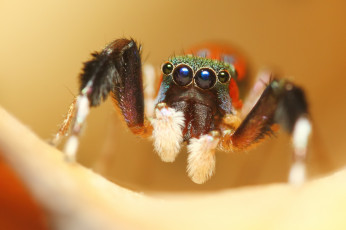 Картинка животные пауки фон цвет джампер паук