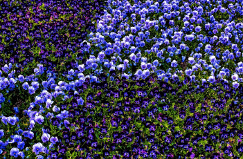 Картинка цветы анютины+глазки+ садовые+фиалки фиалка садовая анютины глазки виола