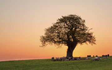 Картинка животные овцы +бараны утро поляна дерево