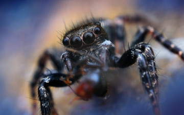 Картинка животные пауки боке