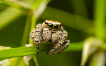 Картинка животные пауки макро паук природа