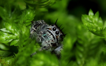 Картинка животные пауки макро зелень паук