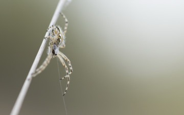 Картинка животные пауки паук фон природа