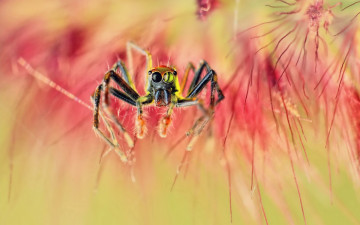 Картинка животные пауки spider паук макро