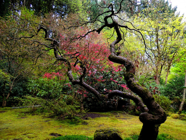 Обои картинки фото природа, деревья, изогнутое, дерево, японский, сад