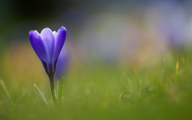 Обои картинки фото цветы, крокусы, крокус, синий, цветок, трава