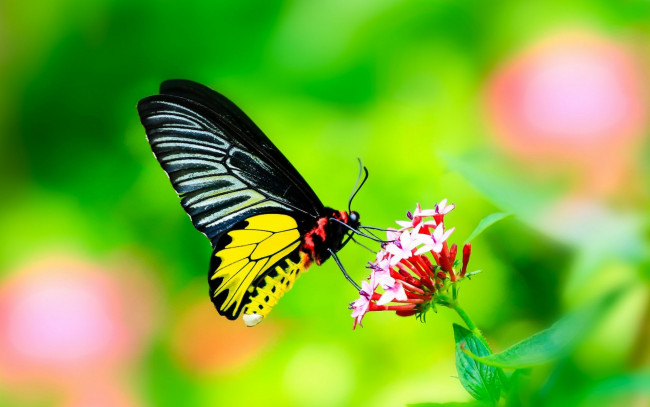 Обои картинки фото животные, бабочки, макро, бабочка, крылья, цветок, листья