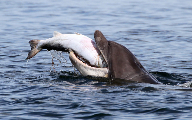 Обои картинки фото животные, дельфины, лосось, рыба, афалина, добыча, moray, firth, залив, мори-ферт, дельфин