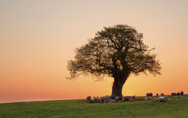 Обои картинки фото животные, овцы,  бараны, утро, поляна, дерево