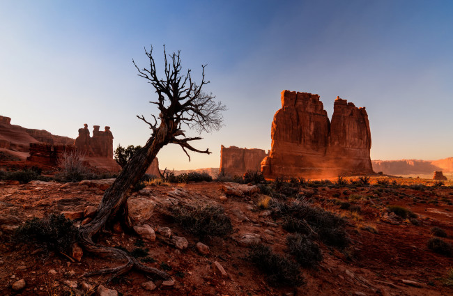 Обои картинки фото природа, горы, сша, юта, arches, national, park, дерево, скалы, каньон, национальный, парк, арки, пустыня