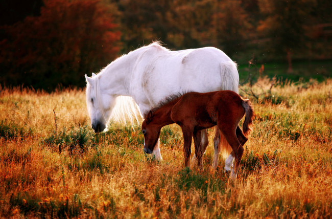 Обои картинки фото животные, лошади, природа, поляна, трава, жеребенок