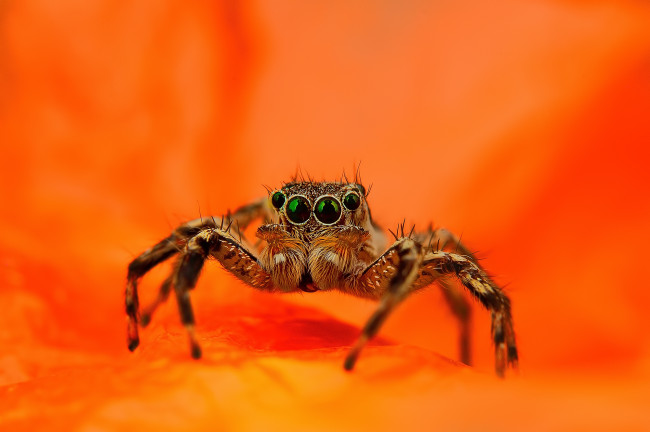 Обои картинки фото животные, пауки, паук, прыгун, джампер, оранжевый, фон